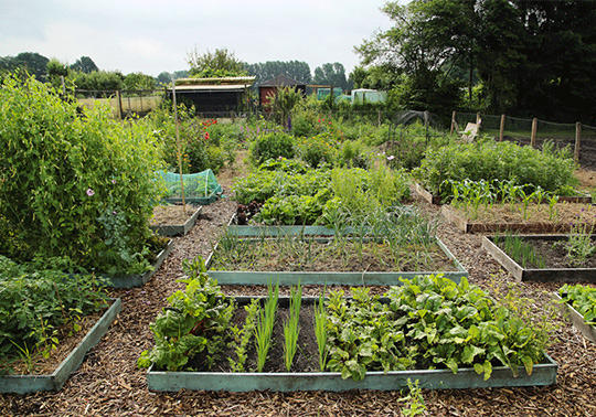 InHeino_groeninHeino_schooltuin Schooltuin Heino