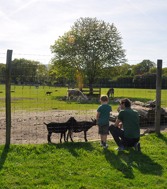 InHeino_petting-zoo Heino's Petting Zoo